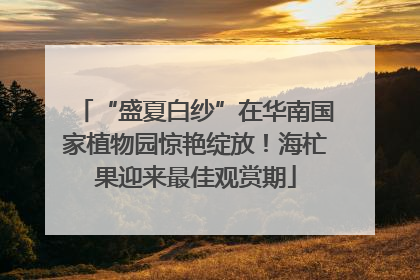 “盛夏白纱”在华南国家植物园惊艳绽放！海杧果迎来最佳观赏期