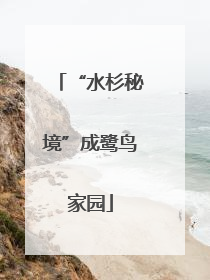 “水杉秘境”成鹭鸟家园