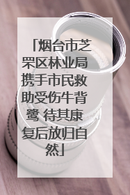 烟台市芝罘区林业局携手市民救助受伤牛背鹭 待其康复后放归自然