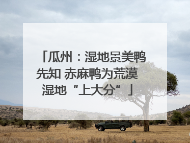 瓜州：湿地景美鸭先知 赤麻鸭为荒漠湿地“上大分”
