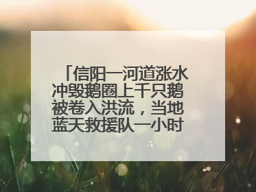 信阳一河道涨水冲毁鹅圈上千只鹅被卷入洪流，当地蓝天救援队一小时赶鹅上岸