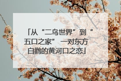 从“二鸟世界”到“五口之家” 一对东方白鹳的黄河口之恋