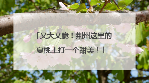 又大又脆！荆州这里的夏桃主打一个甜美！