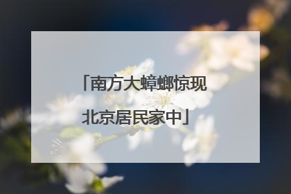 南方大蟑螂惊现北京居民家中