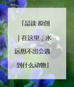 品读·原创｜在这里，永远想不出会遇到什么动物