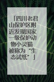 四川老君山保护区附近发现国家一级保护动物小灵猫 被称为“生态试纸”