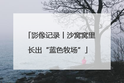 影像记录丨沙窝窝里长出“蓝色牧场”