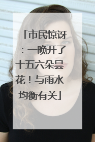 市民惊讶：一晚开了十五六朵昙花！与雨水均衡有关