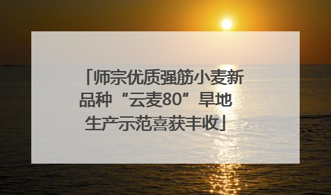 师宗优质强筋小麦新品种“云麦80”旱地生产示范喜获丰收