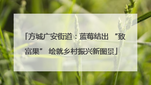 方城广安街道：蓝莓结出 “致富果” 绘就乡村振兴新图景