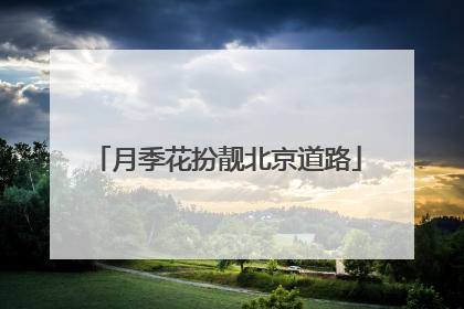 月季花扮靓北京道路