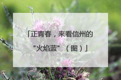 正青春，来看信州的“火焰蓝”（图）