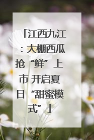 江西九江：大棚西瓜抢“鲜”上市 开启夏日“甜蜜模式”
