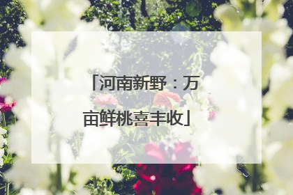河南新野：万亩鲜桃喜丰收