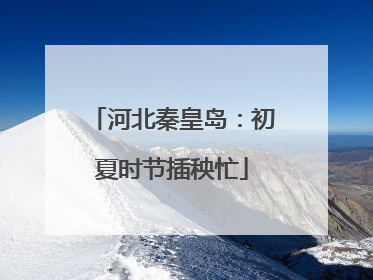 河北秦皇岛：初夏时节插秧忙