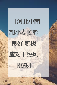 河北中南部小麦长势良好 积极应对干热风挑战