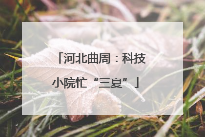 河北曲周：科技小院忙“三夏”