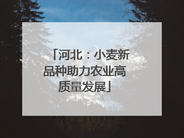 河北：小麦新品种助力农业高质量发展