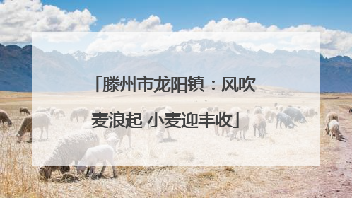 滕州市龙阳镇：风吹麦浪起 小麦迎丰收
