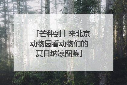 芒种到丨来北京动物园看动物们的夏日纳凉图鉴