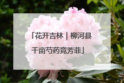 花开吉林｜柳河县千亩芍药竞芳菲