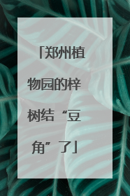 郑州植物园的梓树结“豆角”了