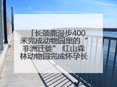 长颈鹿漫步400米完成动物园里的“非洲迁徙” 红山森林动物园完成怀孕长颈鹿步行转运