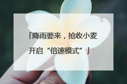 降雨要来，抢收小麦开启“倍速模式”