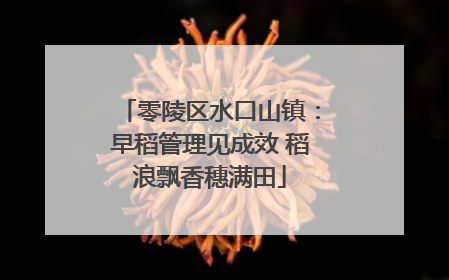 零陵区水口山镇：早稻管理见成效 稻浪飘香穗满田