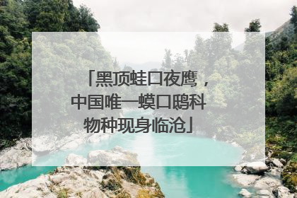 黑顶蛙口夜鹰，中国唯一蟆口鸱科物种现身临沧