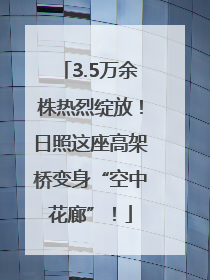3.5万余株热烈绽放！日照这座高架桥变身“空中花廊”！